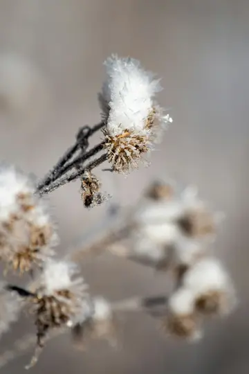 A close-up shot of a plant stem and several seed heads covered in delicate white hoarfrost, against a blurred light…