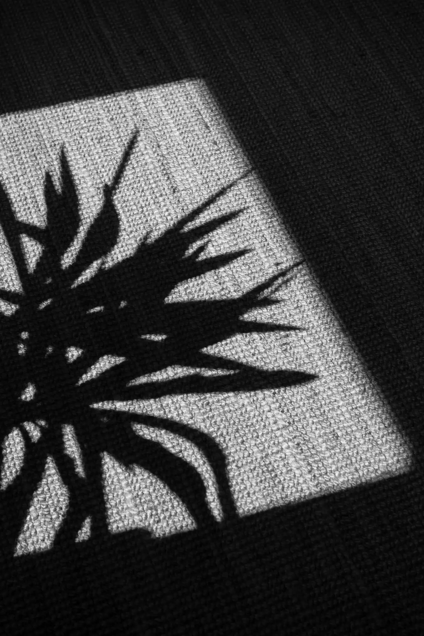 Een zwart-wit close-up toont de scherpe schaduw van een bladplant die op een lichte, getextureerde ondergrond valt.