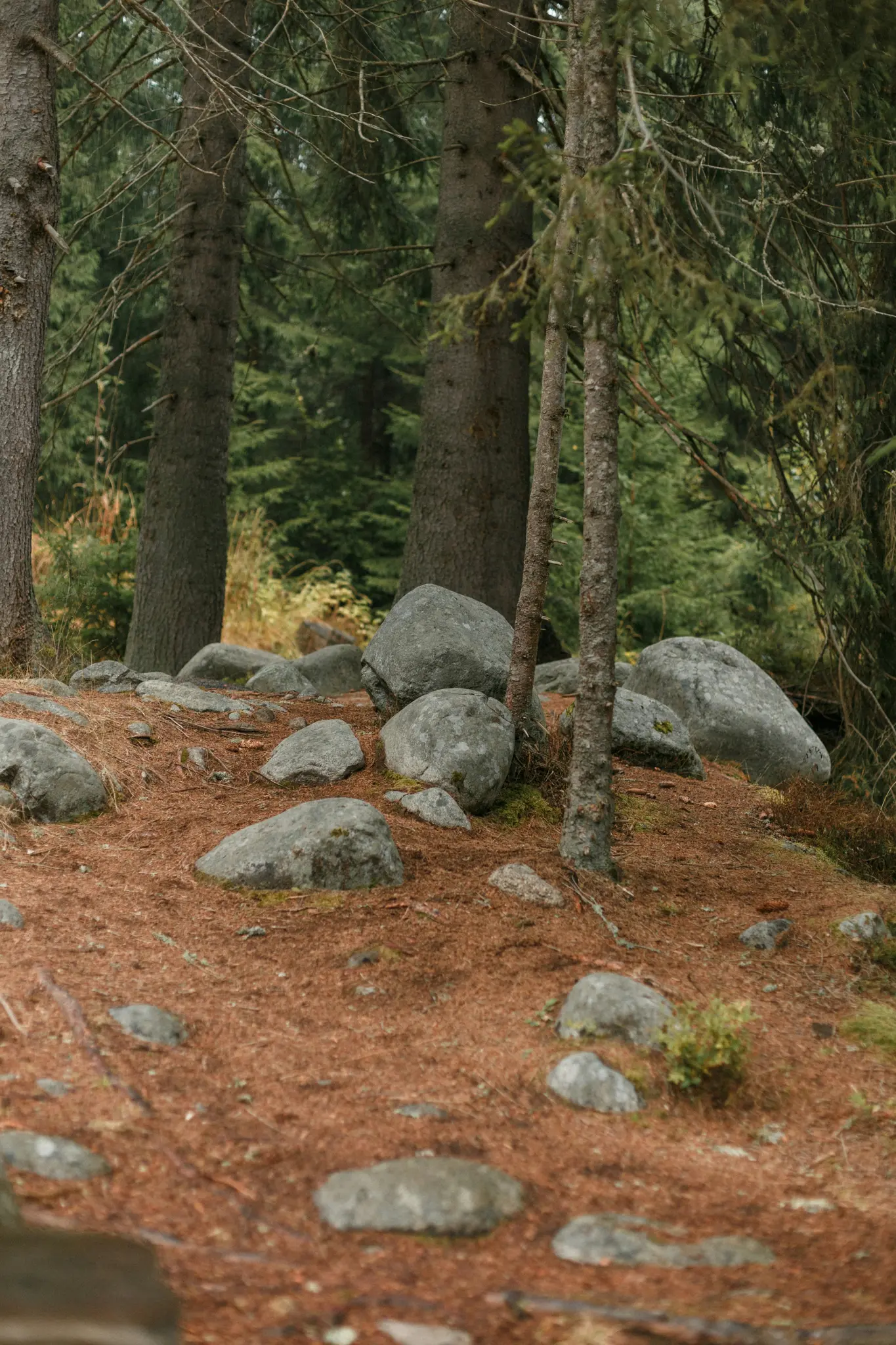 Una scena boschiva che mostra un terreno coperto di aghi di pino marrone rossastro e rocce grigie di varie dimensioni. Alberi