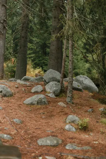 Une scène de forêt montrant un sol couvert d'aiguilles de pin brun-rougeâtre et de rochers gris de différentes tailles. De