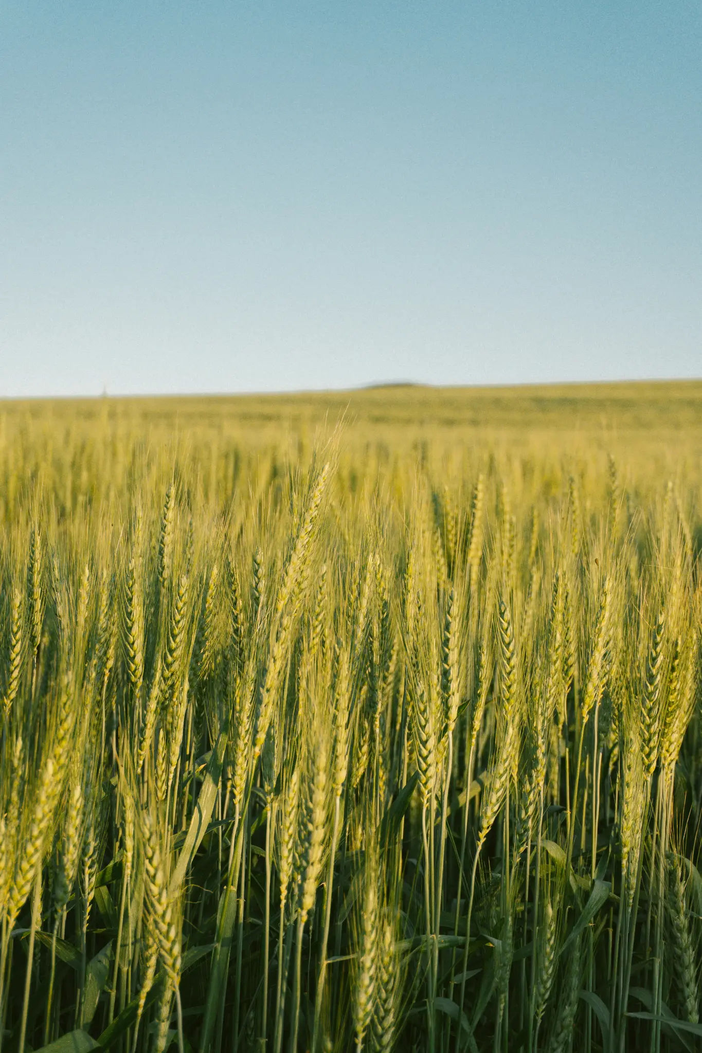Een uitgestrekt veld met groen tarwe met zichtbare stengels en aren vult het kader en strekt zich uit tot de verre horizon