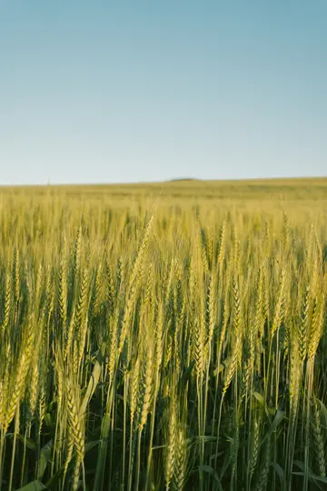 Un vasto campo di grano verde con steli e spighe visibili riempie l'inquadratura, estendendosi fino all'orizzonte lontano