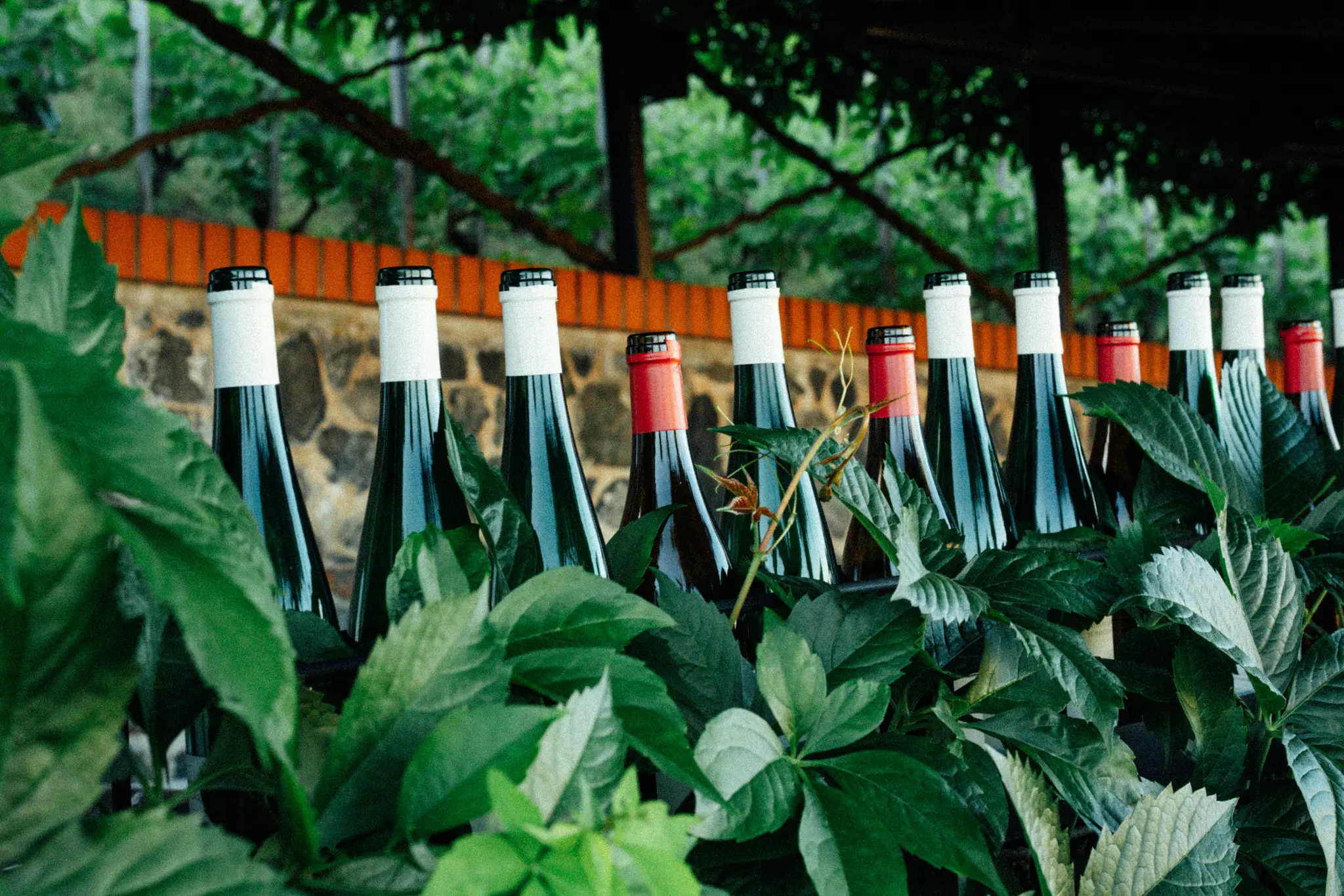 Une rangée de bouteilles de vin vert foncé avec des bouchons blancs et rouges, faisant saillie à travers un feuillage vert