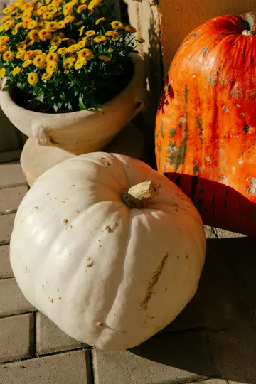 Una grande zucca bianca in primo piano, con una zucca arancione alta dietro. A sinistra c'è un vaso con fiori gialli.
