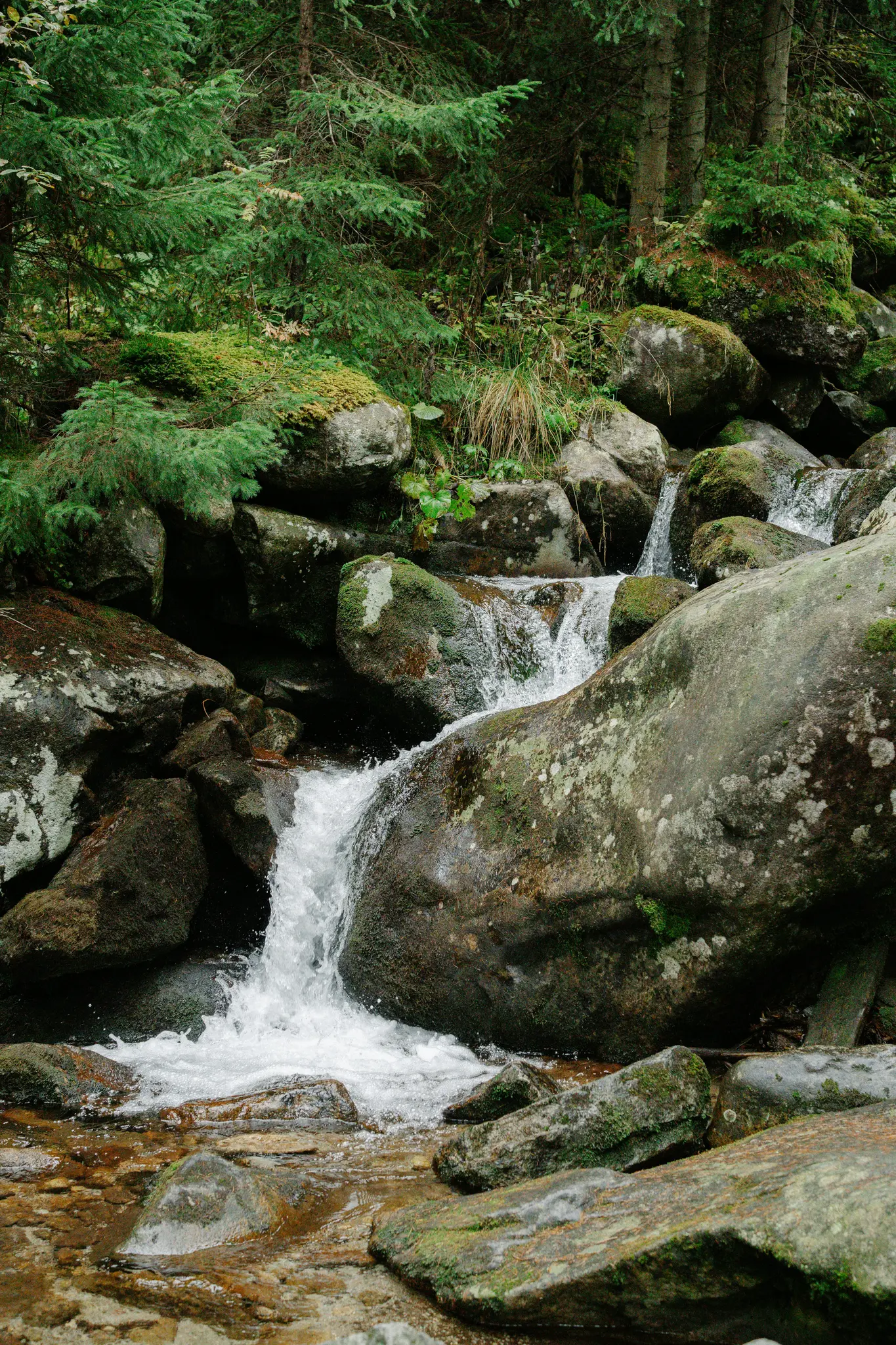 Una piccola cascata scorre su rocce scure coperte di muschio in una fitta foresta verde. L'acqua è bianca e spumosa.