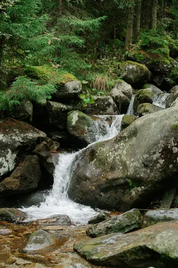 Une petite cascade coule sur des rochers sombres couverts de mousse dans une forêt verte et dense. L'eau est blanche et