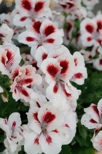 Detailní záběr zblízka na bílé květy pelargonií, každý okvětní lístek s výraznými tmavě červenými znaky a žilkami.