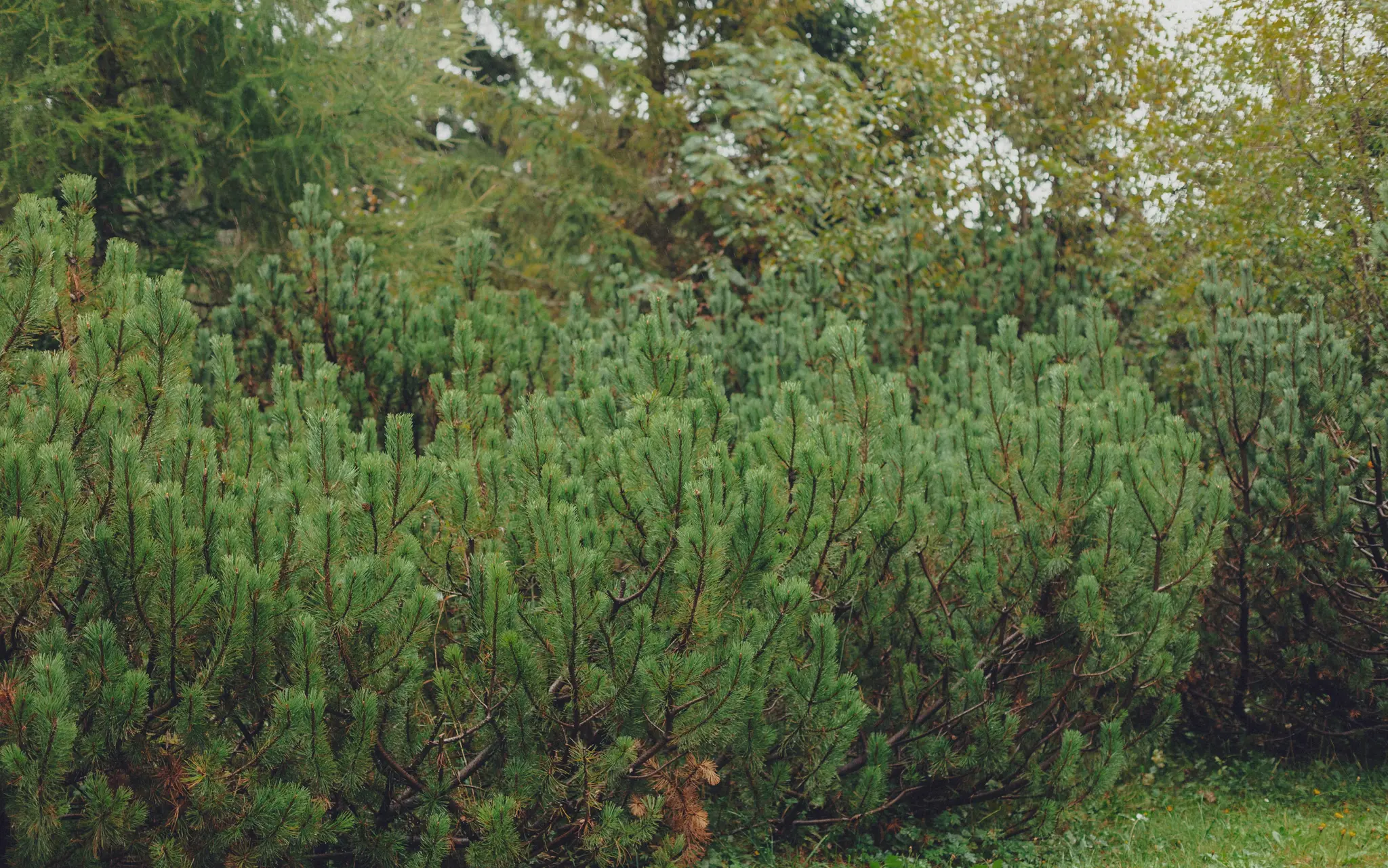 Een close-up van talrijke groene dennenstruiken met naaldachtige bladeren, met andere bomen zichtbaar op de wazige
