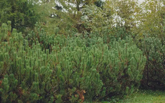 Une photo en gros plan de nombreux arbustes de pin vert aux feuilles en forme d'aiguilles, avec d'autres arbres visibles en