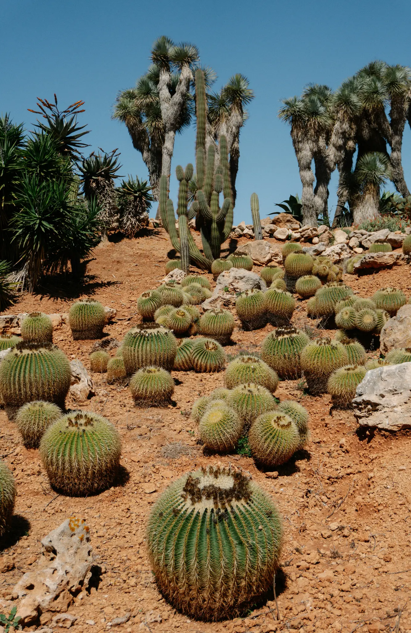 Een levendig woestijnlandschap met talrijke groene toncactussoorten en hoge kolom cactussoorten op roodbruine aarde, onder