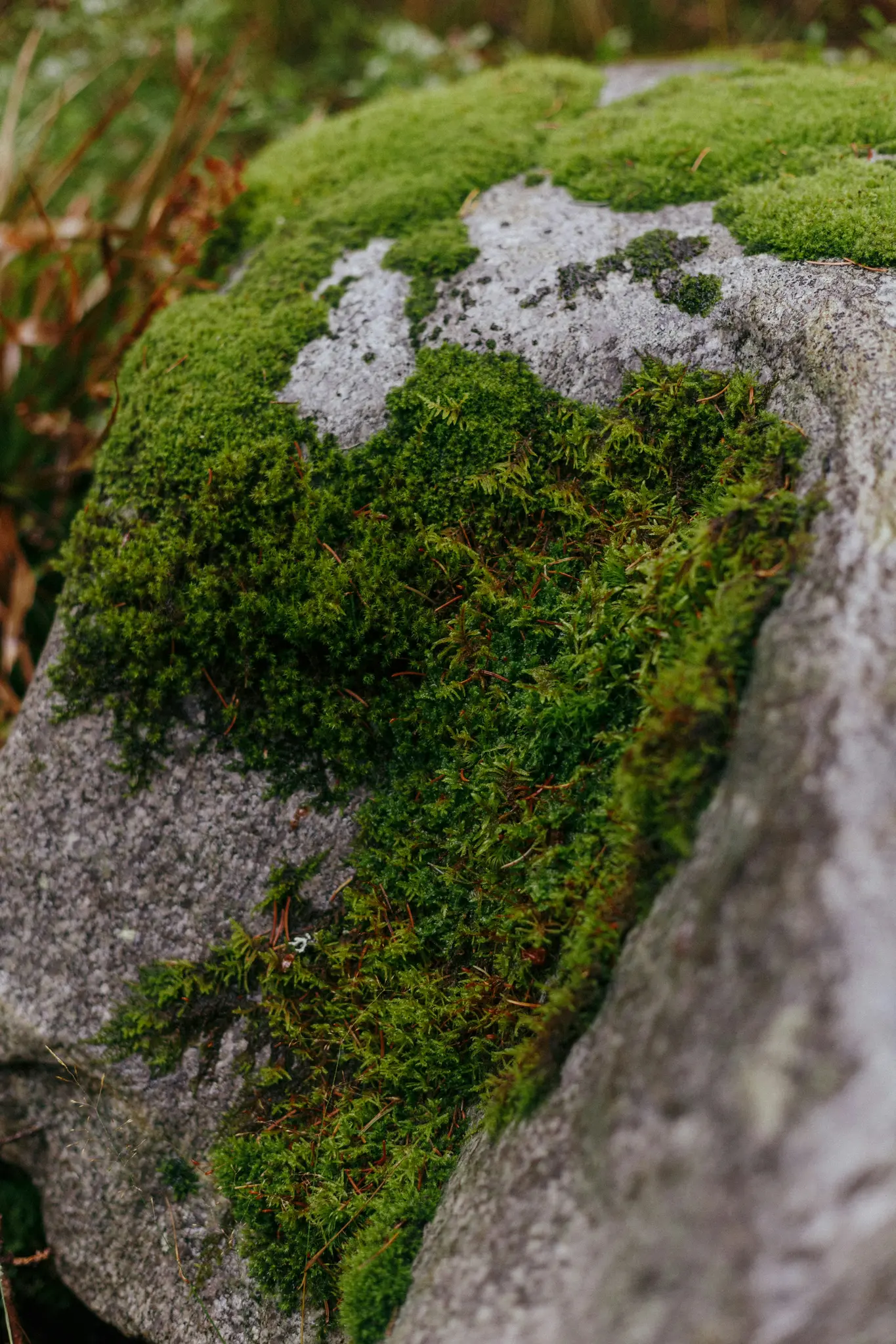 Een close-up van heldergroen mos dat delen van een getextureerde grijze steen bedekt, met zichtbaar bruin plantmateriaal.