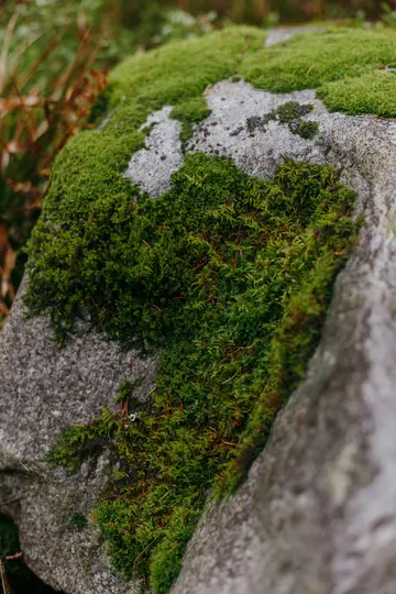 O fotografie de aproape a mușchiului verde aprins care acoperă părți dintr-o piatră gri texturată, cu materie vegetală maro