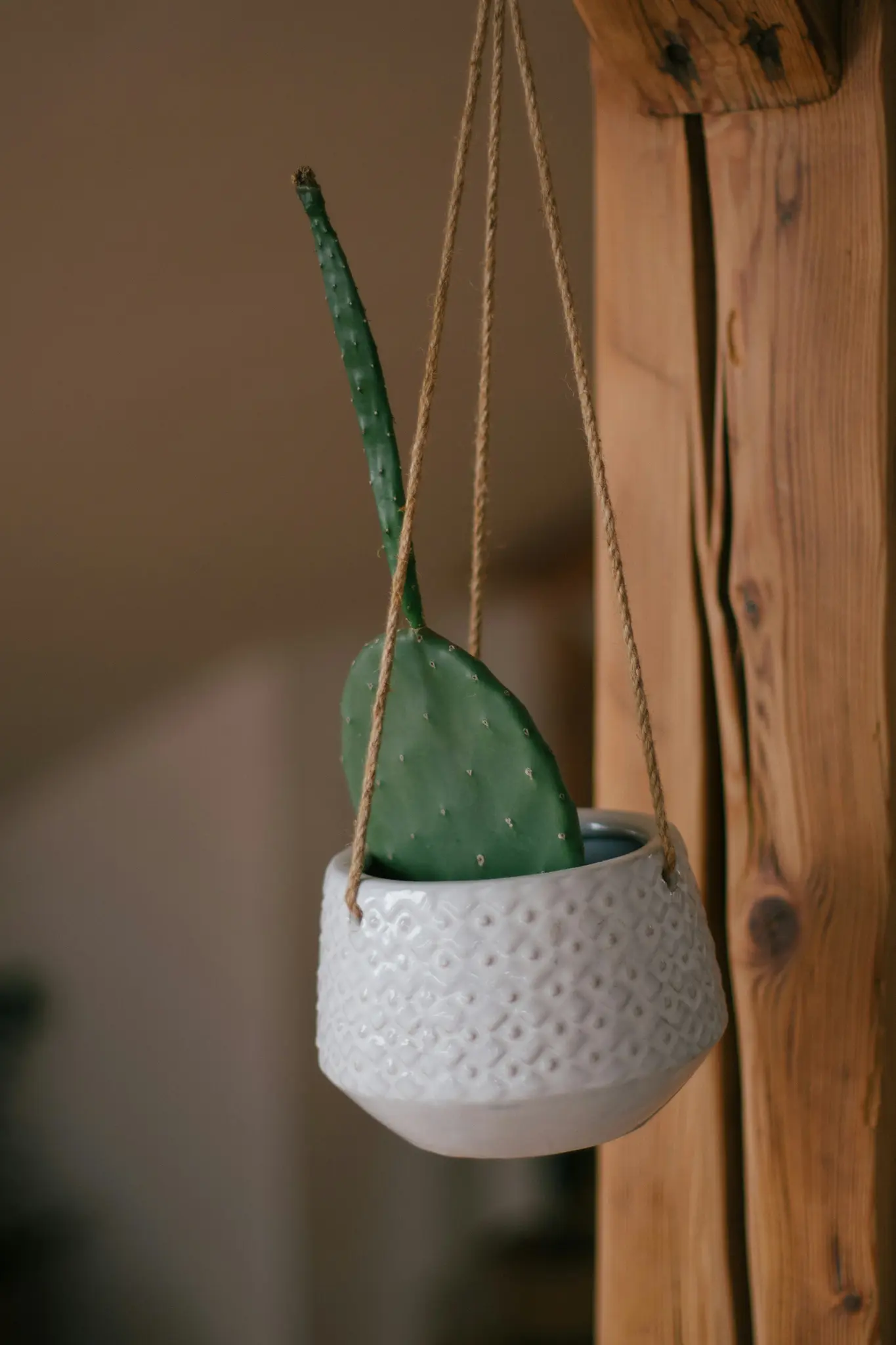 Een groene cactus met twee kussentjes, één lang en één peddelvormig, zit in een getextureerde witte keramische hangpot.