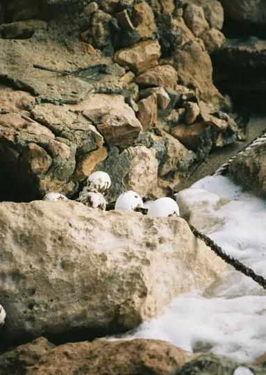 Une photo en gros plan montre plusieurs objets blancs en forme d'œuf, certains avec des mouchetures sombres, reposant sur et