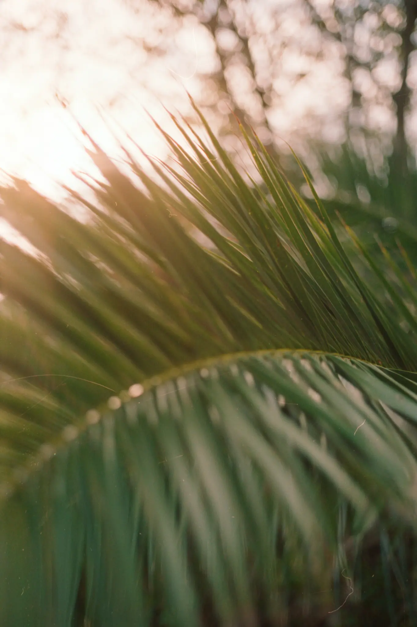 Een zachte close-up van groene palmbladeren met warm, goudkleurig zonlicht dat van linksboven naar binnen filtert.
