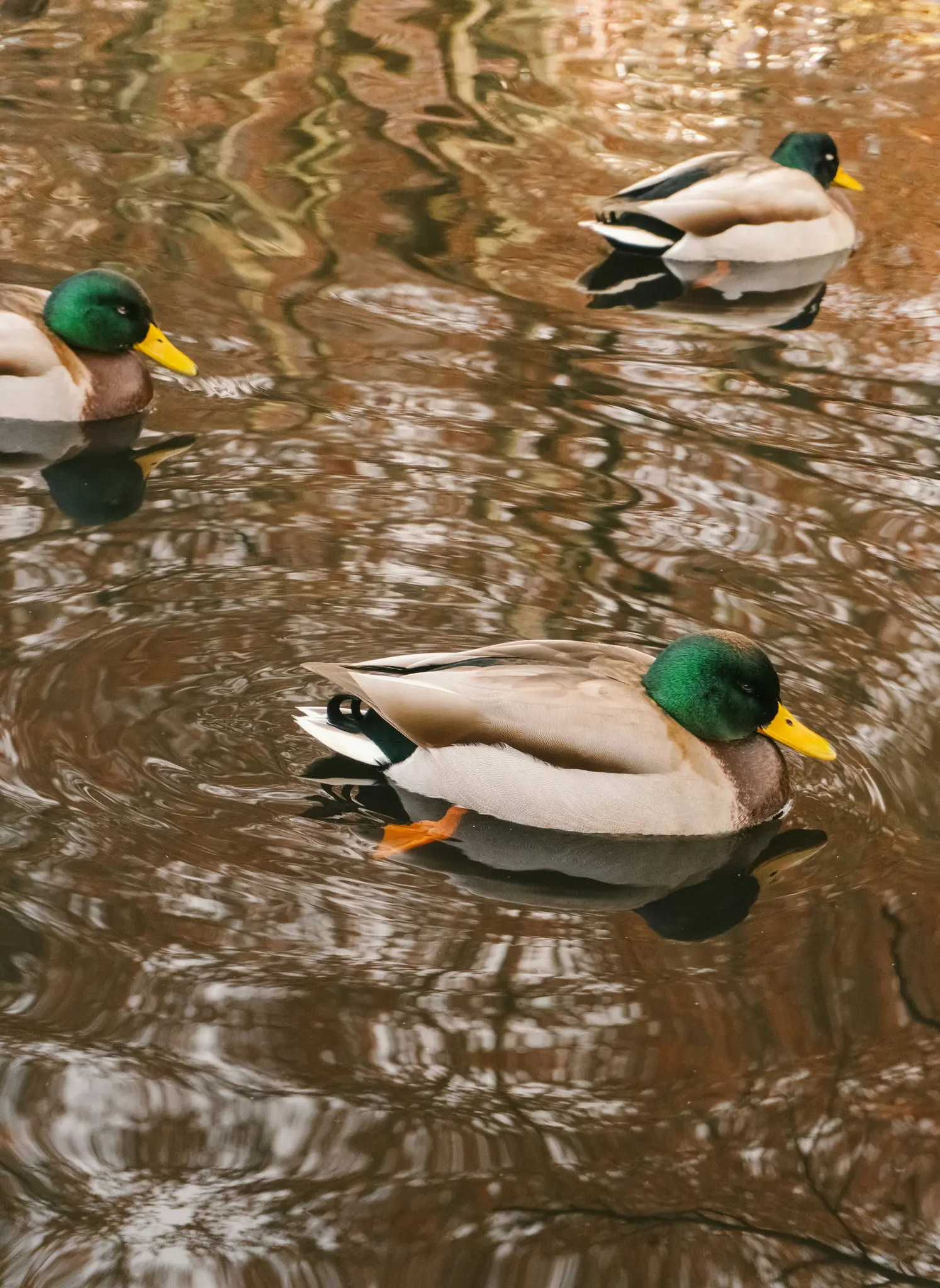 Tre anatre germani reali nuotano in un'acqua calma e marrone che riflette una luce soffusa. Due anatre sono in primo piano