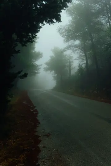 Une route asphaltée sombre et sinueuse disparaît dans un épais brouillard, bordée de grands arbres vert foncé des deux côtés.