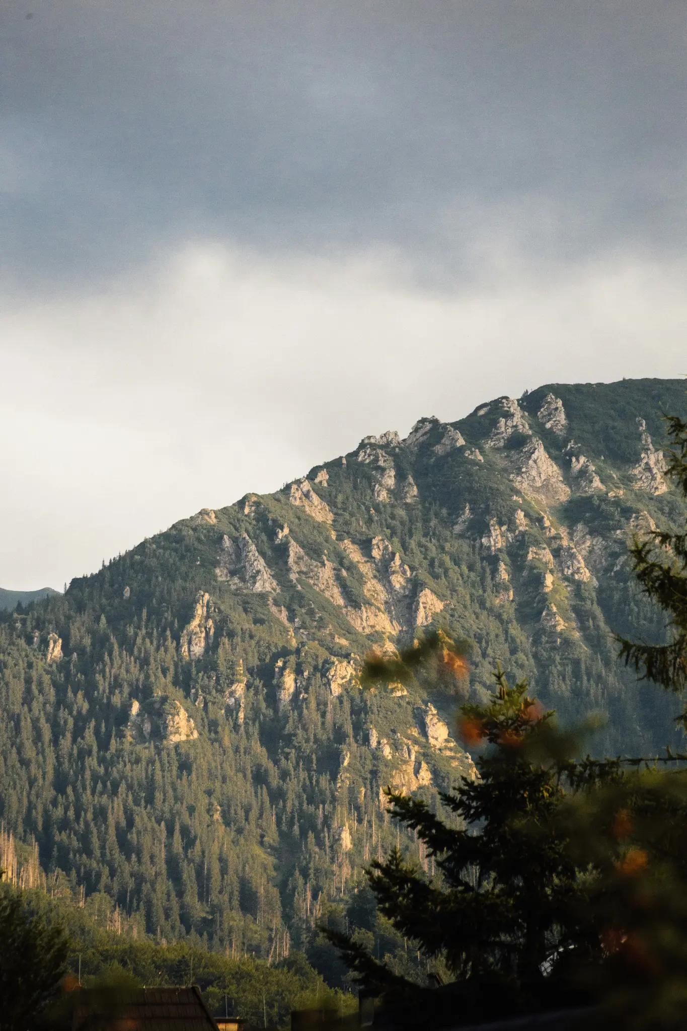 Uno scatto verticale di un pendio montano coperto da fitti pini verdi e chiare formazioni rocciose sotto un cielo nuvoloso.