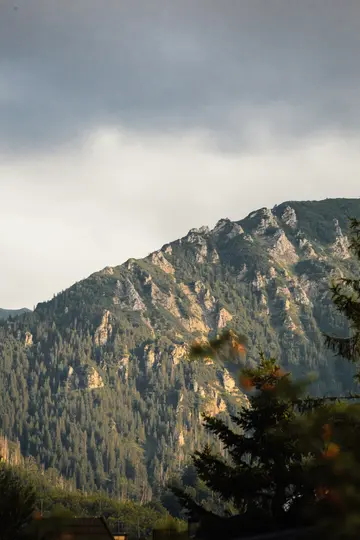 Une prise de vue verticale d'une pente de montagne couverte de pins verts denses et de formations rocheuses claires sous un