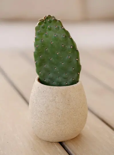 Una sola pala de nopal verde con pequeños bultos y diminutas espinas se asienta en una maceta redonda, de color beige claro y