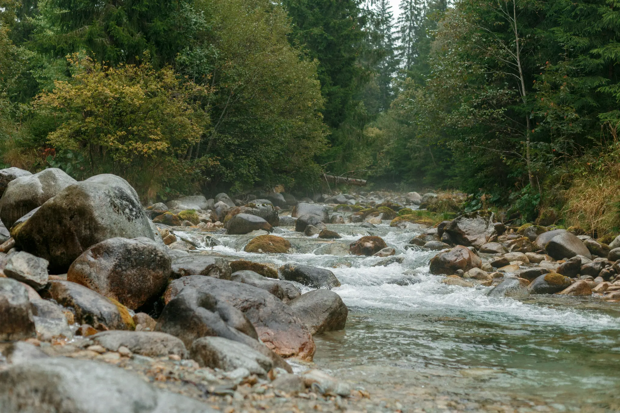Ein klarer, steiniger Fluss fließt durch einen dichten Wald mit grünen und gelben Bäumen unter einem bedeckten Himmel.