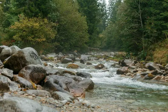 Une rivière rocheuse et claire coule à travers une forêt dense aux arbres verts et jaunes sous un ciel couvert.