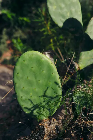O paletă de cactuș deșă verde vibrant este prezentată într-un prim-plan, dintr-un unghi înalt, cu umbre complexe.