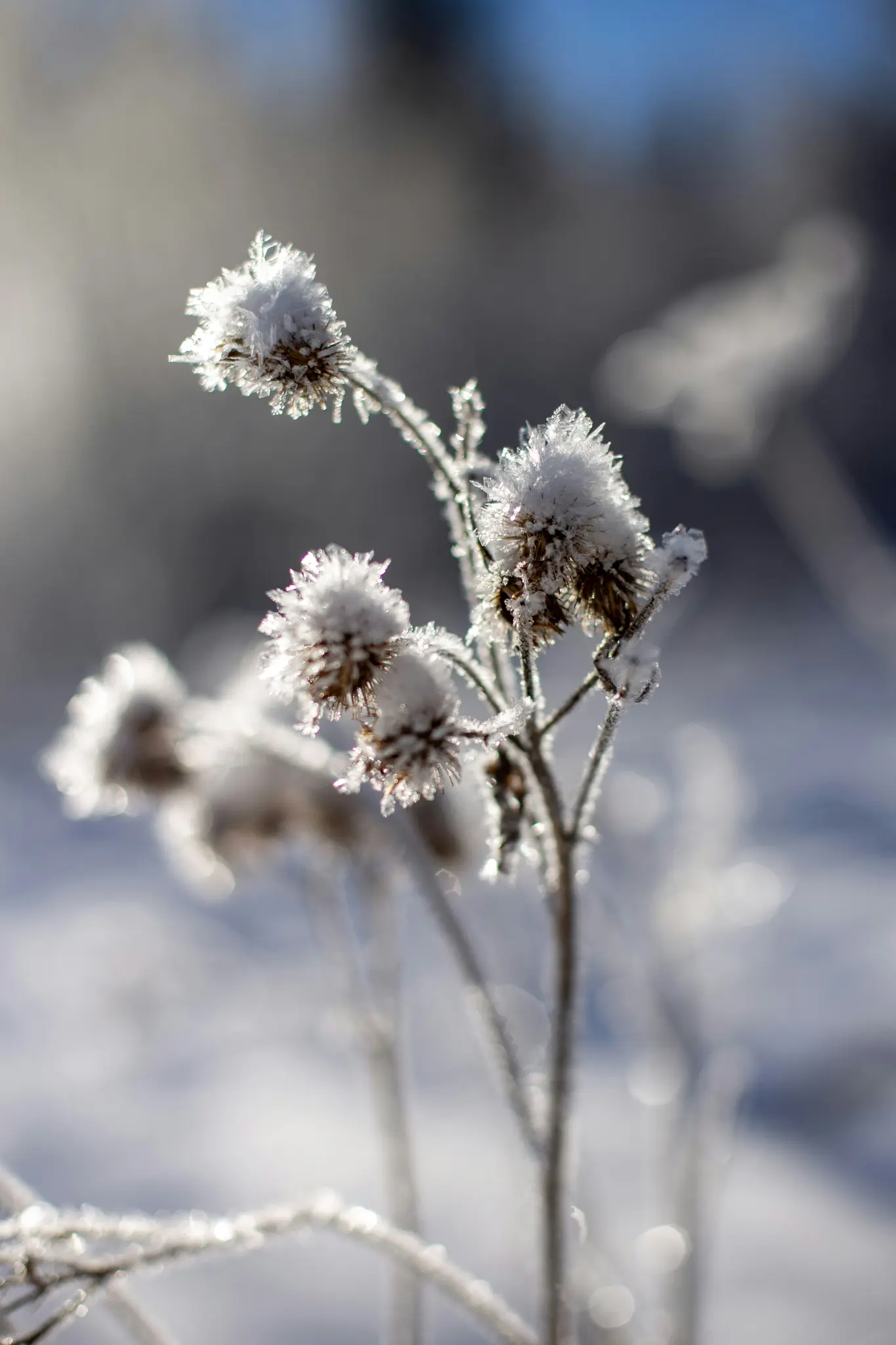 Et nærbillede af flere tørrede plantehoveder og -stængler dækket af glitrende hvid frost mod en blød, sløret baggrund...