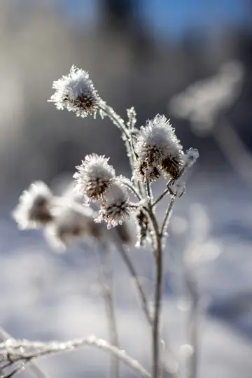 A close-up of several dried plant heads and stems covered in sparkling white frost against a soft, blurred background of…