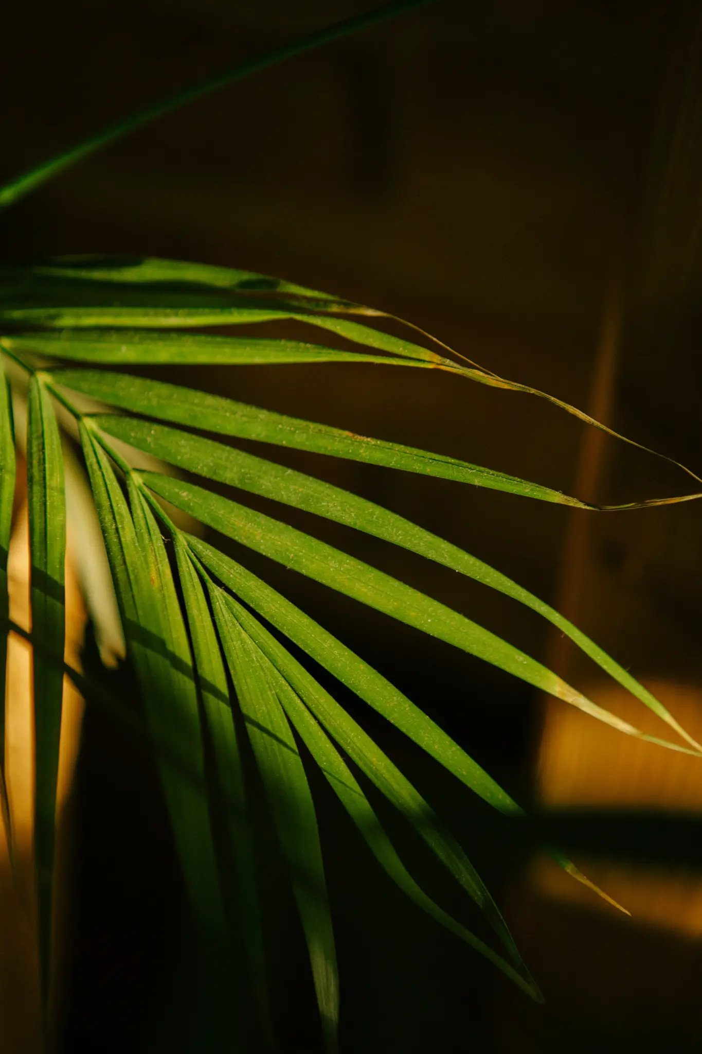 Een close-up van een levendig groen palmblad, gedeeltelijk verlicht door warm, goudkleurig zonlicht tegen een donkere
