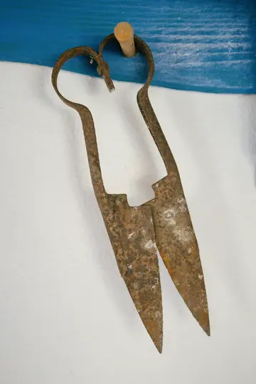 A close-up shot of a pair of very rusty, old-fashioned sheep shears hanging from a small wooden peg. The background is a…