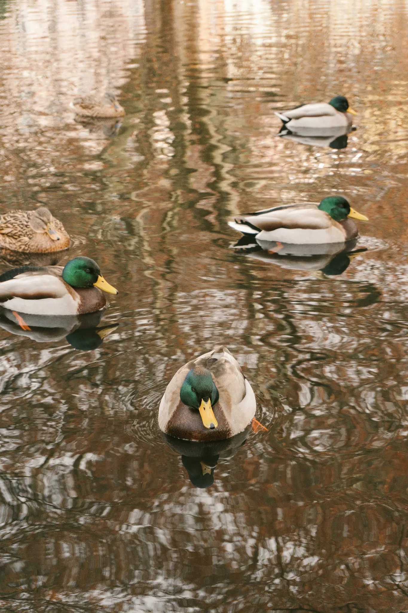 En grupp gräsänder, några med gröna huvuden, simmar i ett lugnt vattendrag som reflekterar bruna och grå träd.