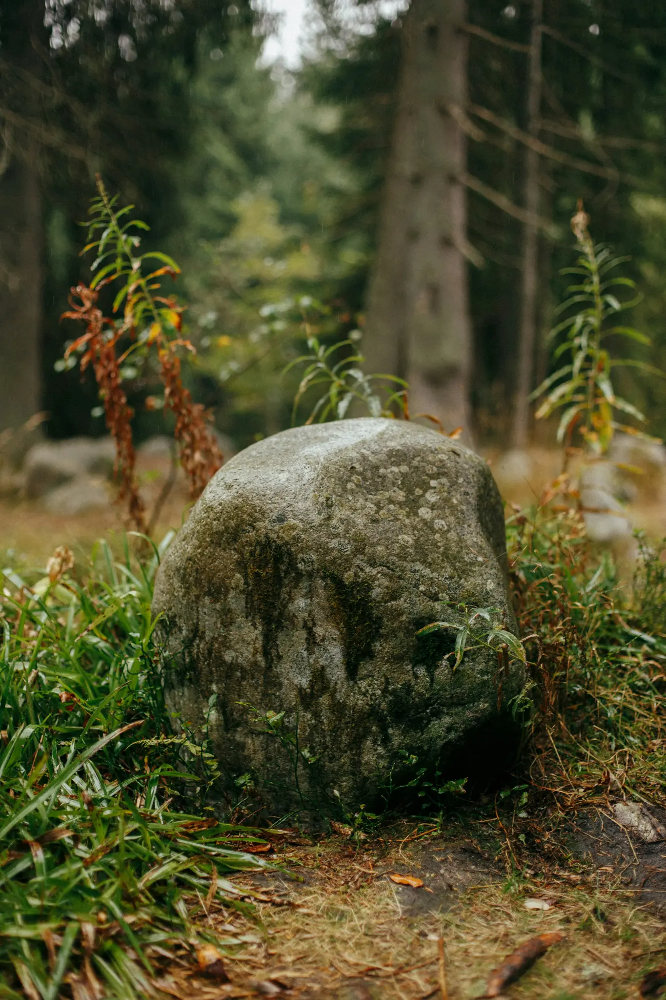 Een grote, grijze kei bedekt met groen mos staat prominent in het midden van een open plek in het bos. Hoge groene en bruine…