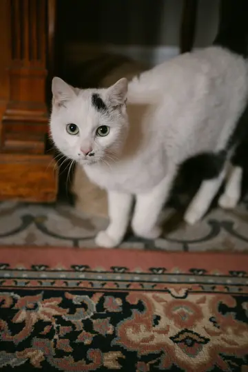 Bílá kočka se zelenýma očima a černými znaky na čele a nose stojí na tmavé, vzorované předložce a hledí vpřed.