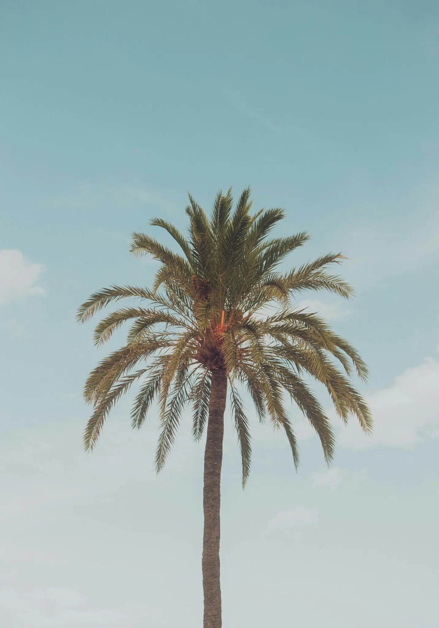 Een hoge, slanke palmboom met groene bladeren staat verticaal in het midden van het frame tegen een lichtblauwe lucht met…