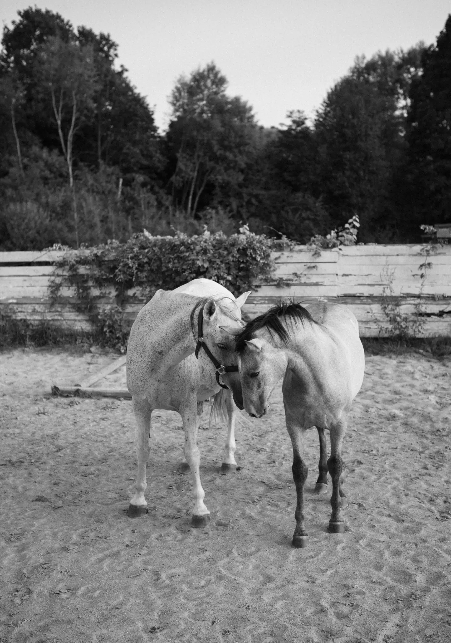 Een zwart-witfoto toont twee paarden die dicht bij elkaar staan in een zanderige paddock, met een houten hek en bomen