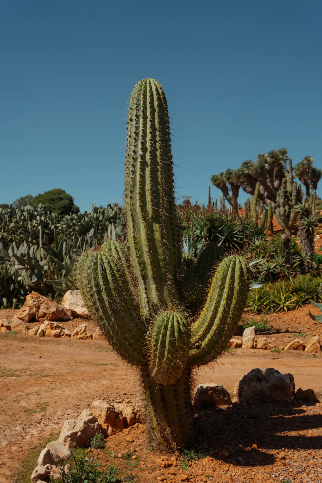 Un cactus alto, verde e spinoso con più braccia si trova al centro dell'inquadratura su uno sfondo di cielo blu limpido. Il