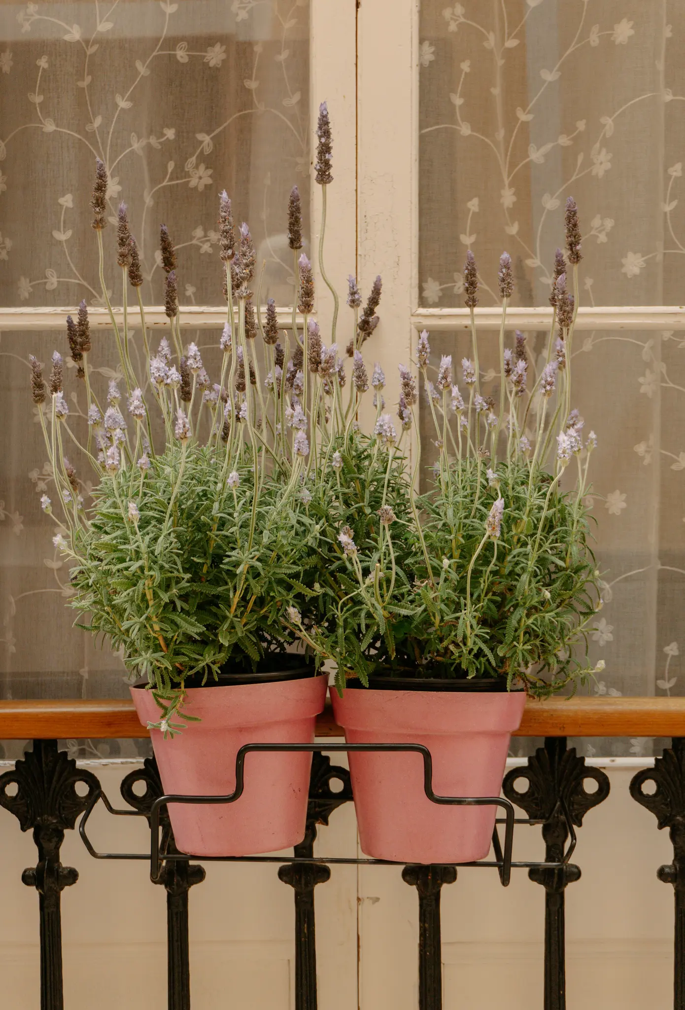 Twee roze potten met lavendelplanten staan op een zwarte metalen houder op een houten vensterbank. Een raam met