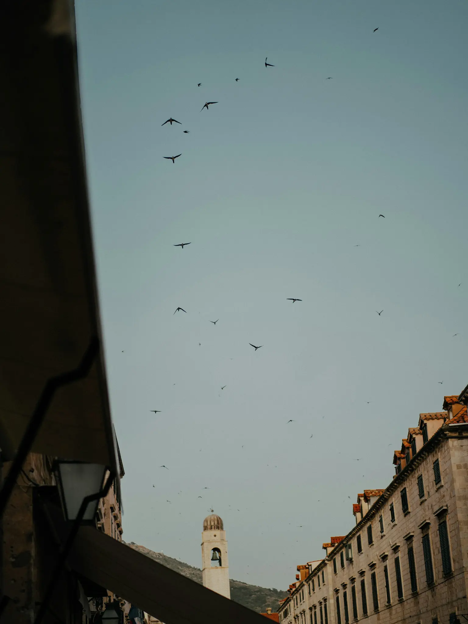 Eine Aufnahme aus niedrigem Winkel auf einen blassblauen Himmel voller kleiner, dunkler Vögel. Darunter säumen alte