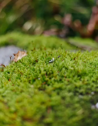 Un primer plano detallado de musgo verde brillante que cubre una superficie, con diminutos esporofitos marrones emergiendo y