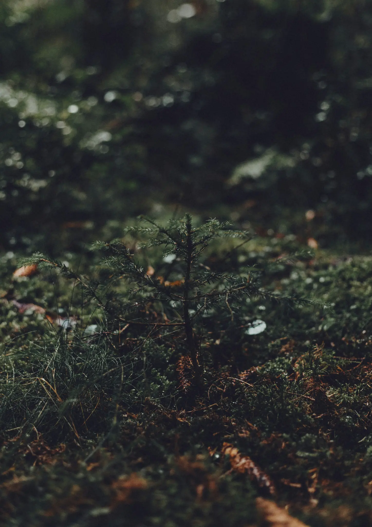 Een kleine, jonge groenblijvende boom met donkergroene naalden staat gecentreerd in een bos. De grond is bedekt met mos