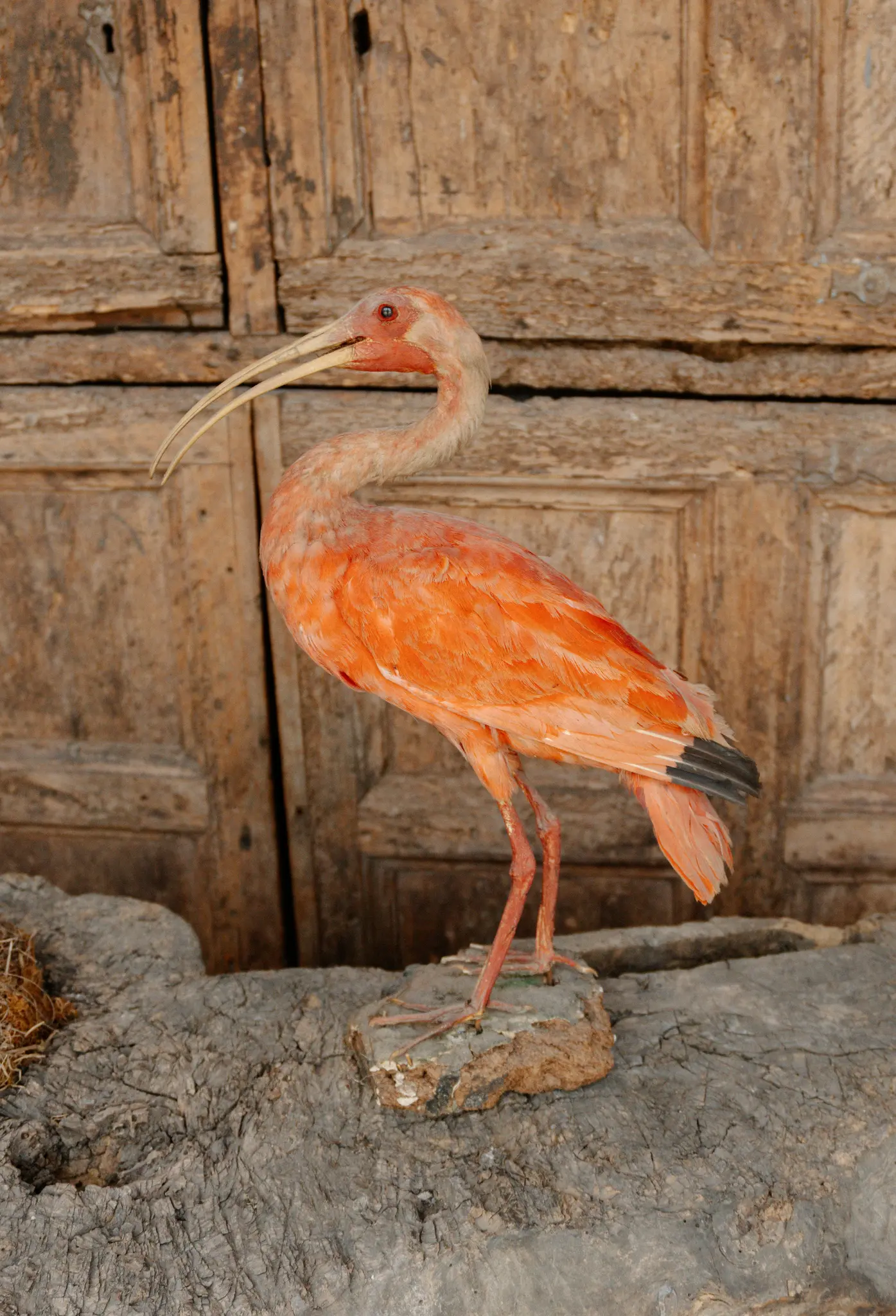 Un ibis escarlata disecado, con vibrantes plumas naranjas y un pico largo y curvo, se alza sobre una base de roca gris. El