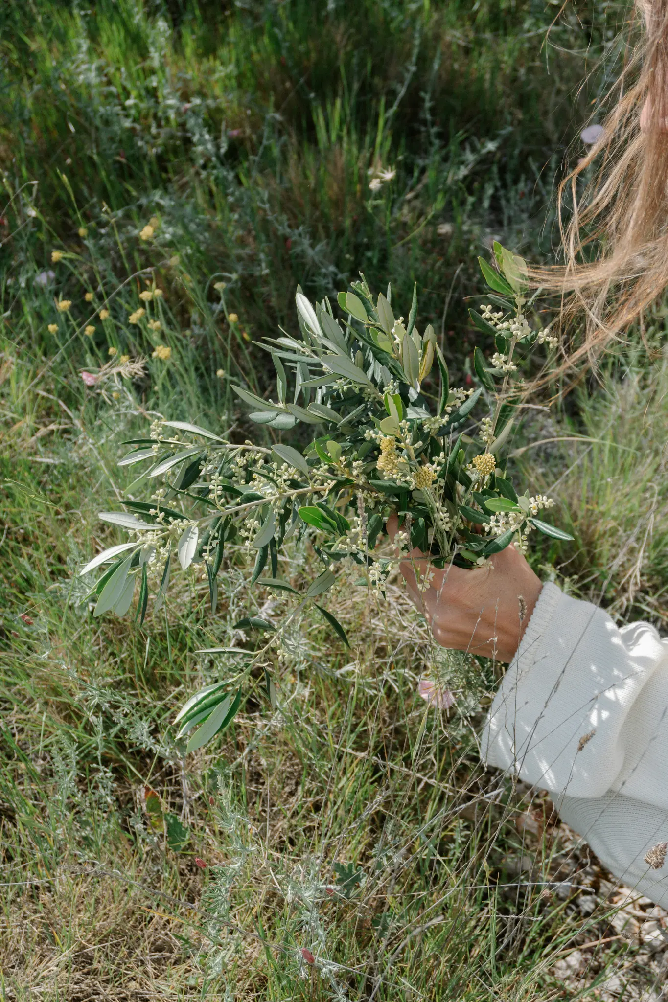 Une main tient un bouquet de branches d'olivier avec de petites fleurs blanches sur un fond d'herbe verte et sèche.