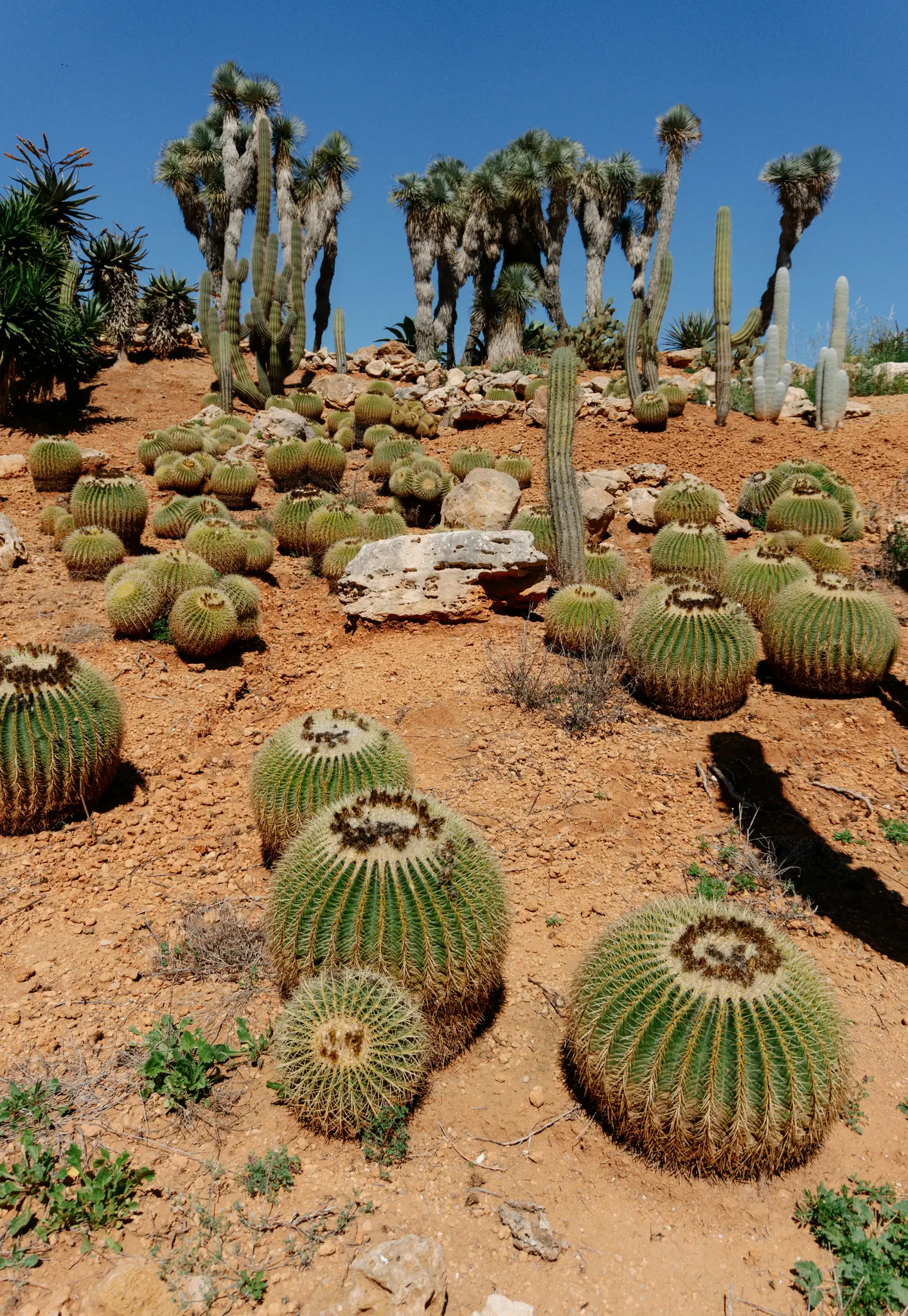 Una ripresa ampia di un paesaggio desertico con numerosi cactus e succulente verdi di varie forme e dimensioni su un terreno…