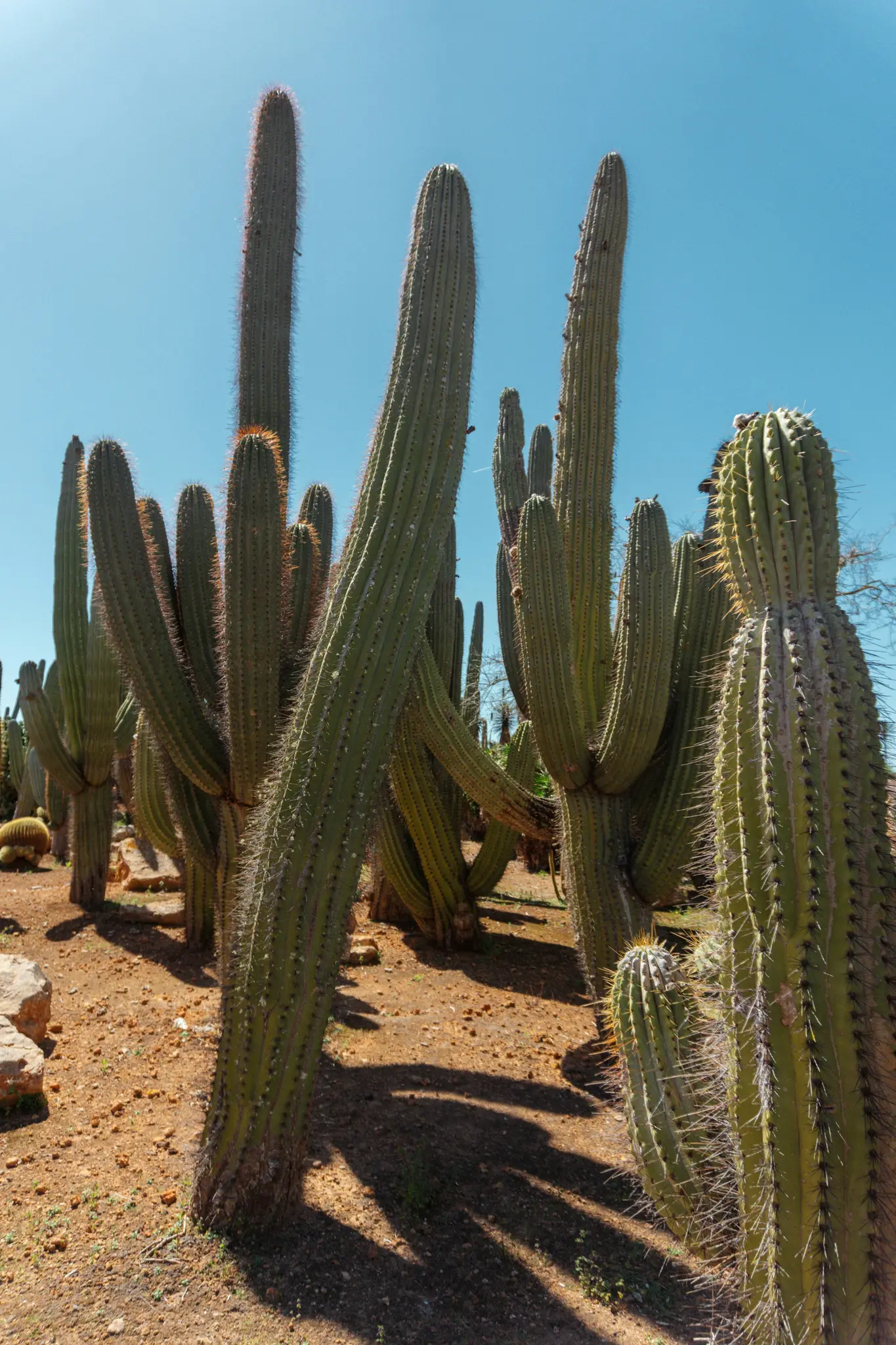 Een verticale opname van talloze hoge, groene cactussen met zichtbare stekels, die lange schaduwen werpen op roodbruine