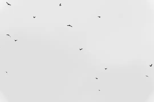 Una foto minimalista in bianco e nero mostra numerose piccole silhouette scure di uccelli sparse su un cielo luminoso e senza