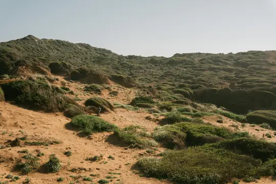 Un'ampia foto paesaggistica che mostra dolci colline sabbiose coperte da varie tonalità di cespugli verdi e piccole piante