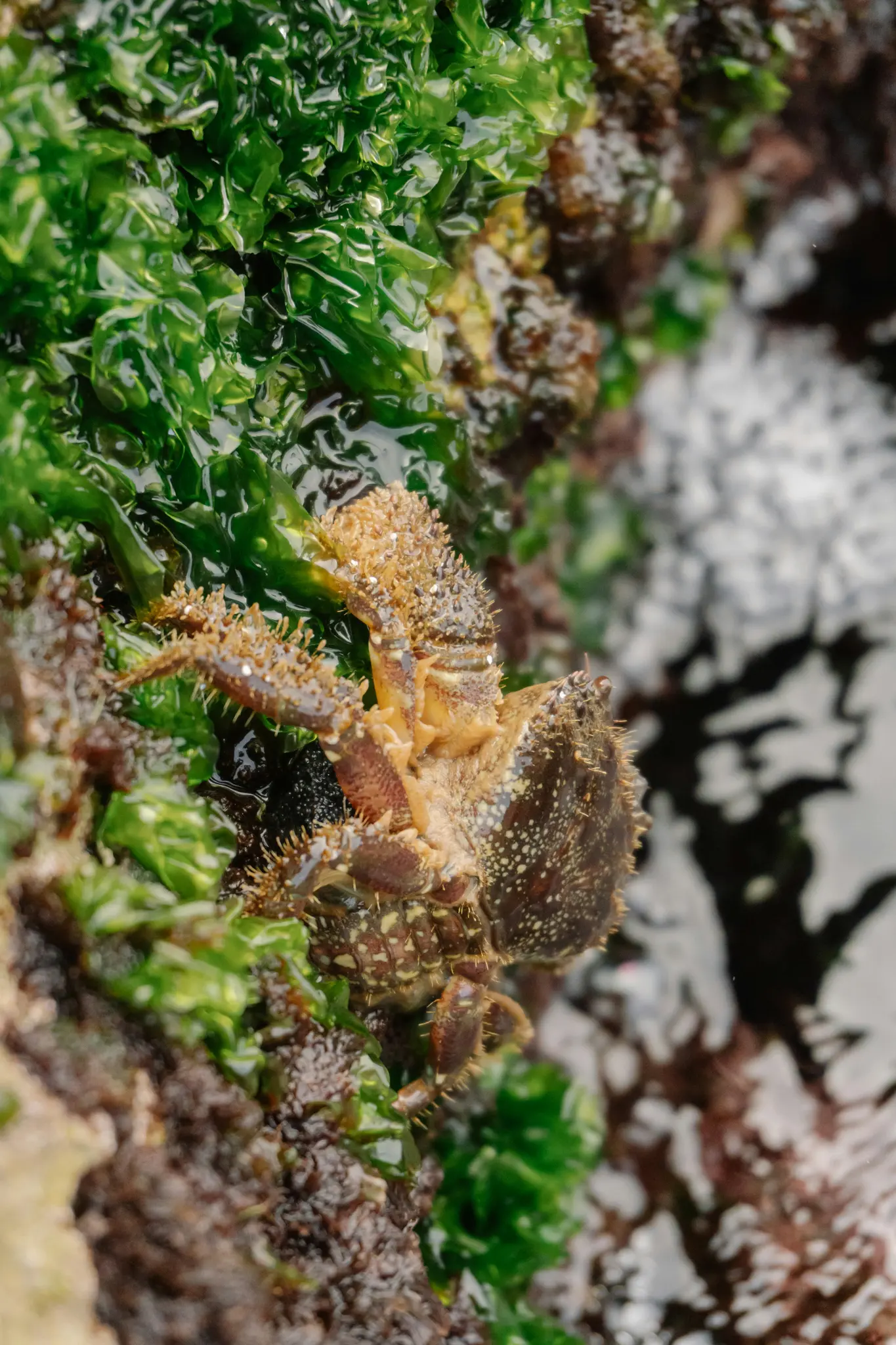 Close-up, opname van bovenaf van een kleine, stekelige bruine krab die gedeeltelijk ondergedompeld is in helder water