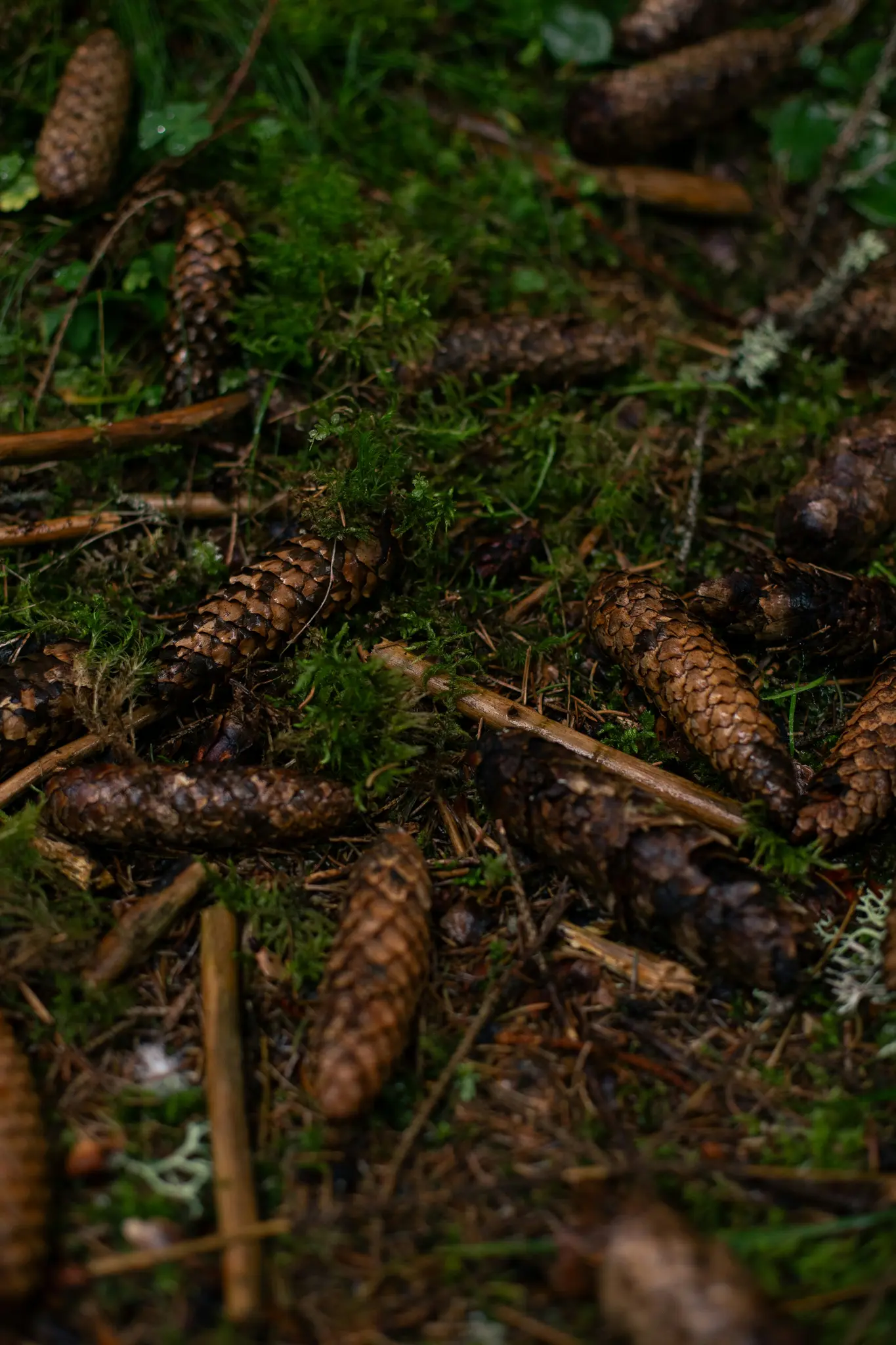 Una ripresa ravvicinata, dall'alto, di numerosi pigne marroni sparse su un suolo forestale muschioso verde scuro con