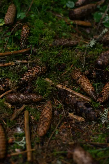 Une photo en gros plan, vue de dessus, de nombreuses pommes de pin brunes dispersées sur un sol forestier moussu vert foncé
